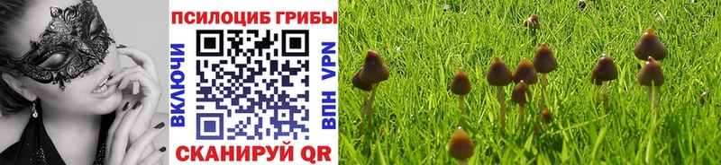 Галлюциногенные грибы Psilocybe  где купить наркотик  Покров 